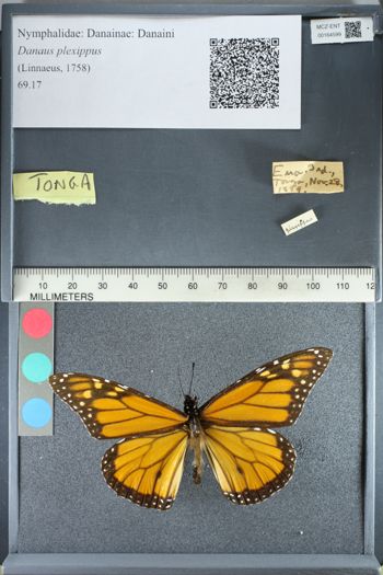 Media type: image;   Entomology 164599
